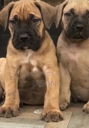 1-3 months Male Purebred Boerboel