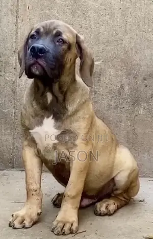 3-6 months Female Purebred Boerboel