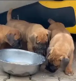 1-3 months Male Purebred Boerboel