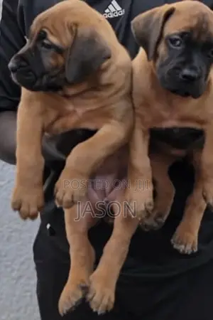 1-3 months Female Purebred Boerboel
