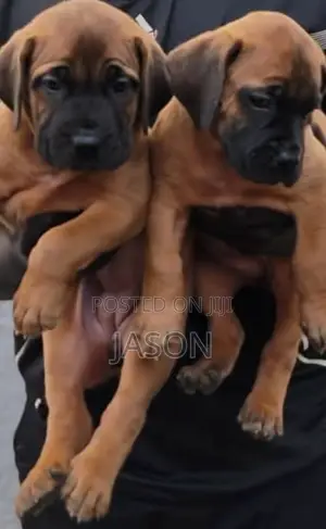 1-3 months Female Purebred Boerboel