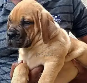 1-3 months Male Purebred Boerboel