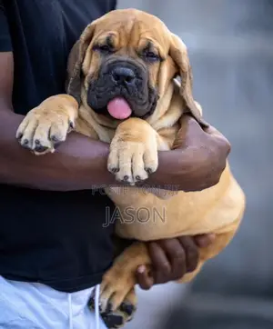 1-3 months Male Purebred Boerboel