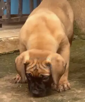 1-3 months Female Purebred Boerboel