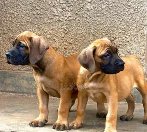 3-6 months Male Purebred Boerboel