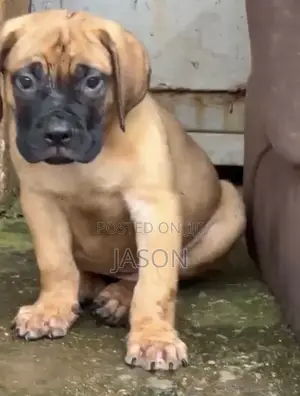 1-3 months Male Purebred Boerboel