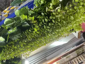 Climbing and Flowing Plants