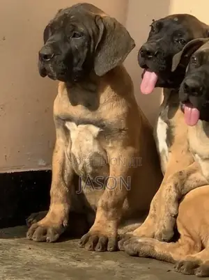 3-6 months Male Purebred Boerboel