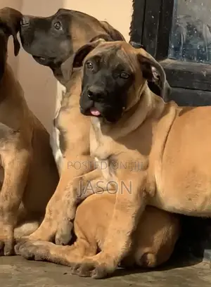 3-6 months Male Purebred Boerboel