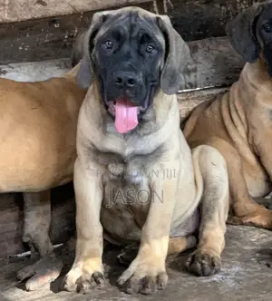 3-6 months Male Purebred Boerboel