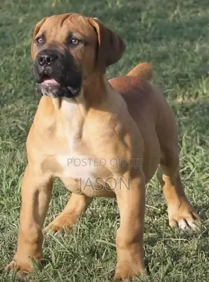 3-6 months Male Purebred Boerboel