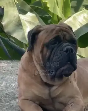 1+ year Male Purebred Bullmastiff