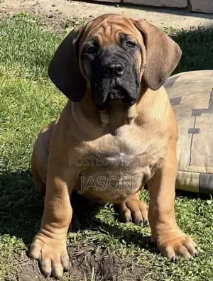 3-6 months Male Purebred Boerboel