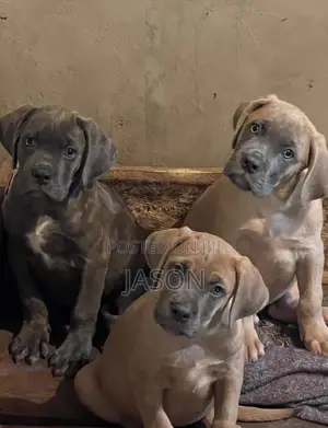 1-3 months Female Purebred Boerboel