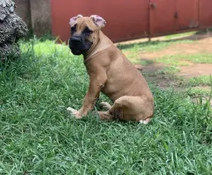 3-6 months Male Purebred Boerboel