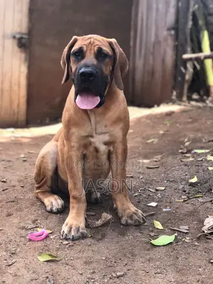 3-6 months Female Purebred Boerboel