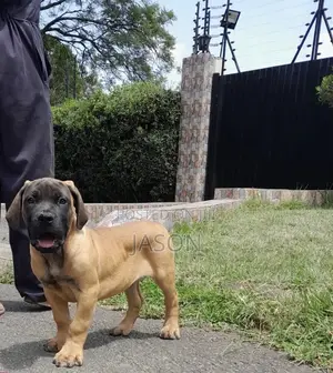 3-6 months Male Purebred Boerboel