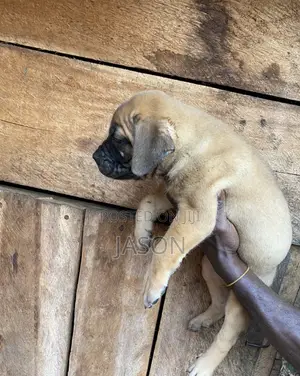1-3 months Female Purebred Boerboel