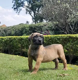 3-6 months Male Purebred Boerboel