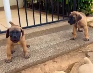 1-3 months Male Purebred Boerboel