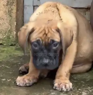 1-3 months Female Purebred Boerboel