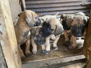 1-3 months Female Purebred Boerboel