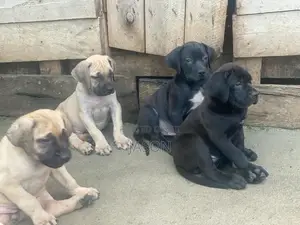 1-3 months Female Purebred Boerboel
