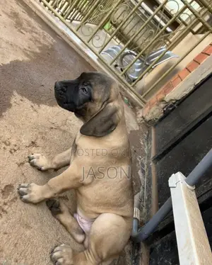 3-6 months Female Purebred Boerboel