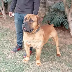 1+ year Male Purebred Boerboel