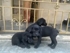 1-3 months Female Purebred Boerboel