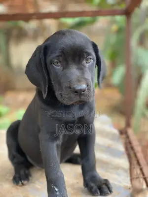 1-3 months Male Purebred Boerboel