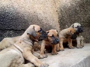 1-3 months Male Purebred Boerboel