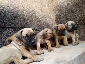 1-3 months Female Purebred Boerboel