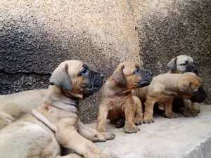 1-3 months Male Purebred Boerboel