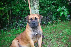 1+ year Male Purebred Boerboel