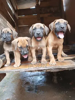 1-3 months Female Purebred Boerboel