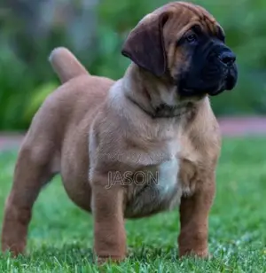 3-6 months Male Purebred Boerboel