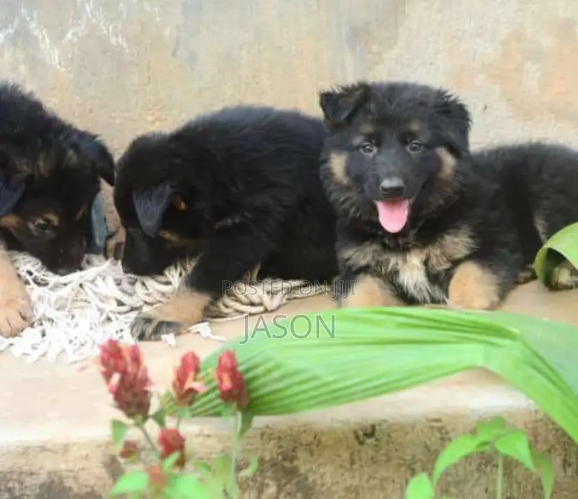 1-3 months Male Purebred German Shepherd