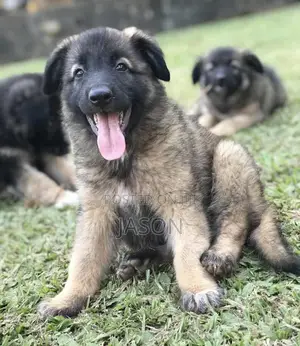 1-3 months Male Purebred German Shepherd