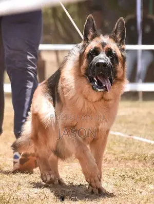 1+ year Male Purebred German Shepherd