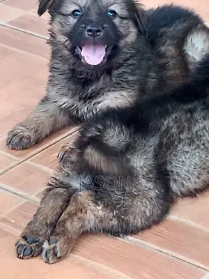 1-3 months Male Mixed Breed Caucasian Shepherd