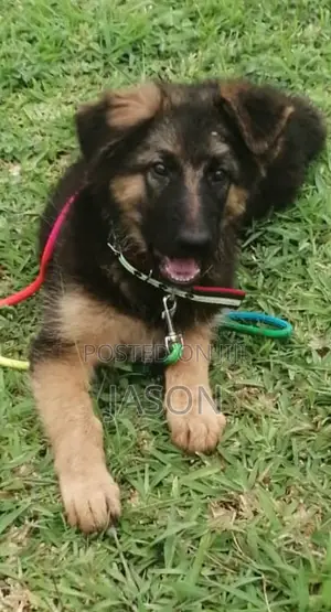3-6 months Male Purebred German Shepherd