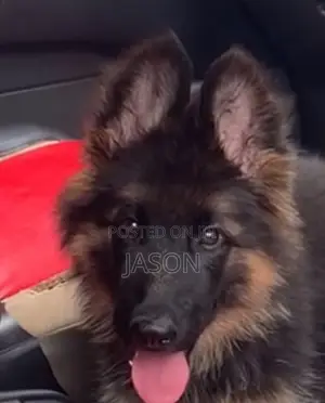 3-6 months Male Purebred German Shepherd