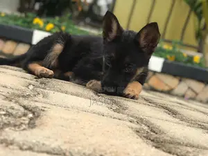1-3 months Male Purebred German Shepherd