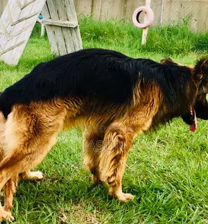 6-12 months Male Purebred German Shepherd