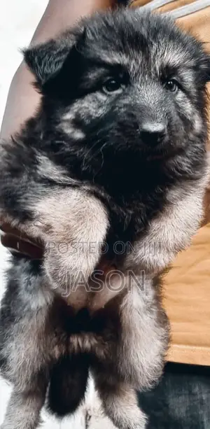 1-3 months Female Purebred German Shepherd