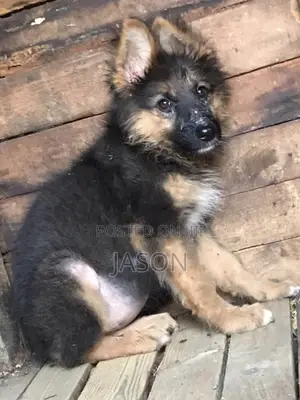 3-6 months Female Purebred German Shepherd