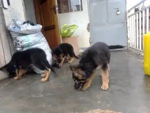 3-6 months Female Purebred German Shepherd