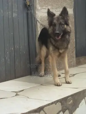 6-12 months Male Purebred German Shepherd
