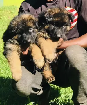 1-3 months Male Purebred German Shepherd